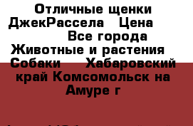 Отличные щенки ДжекРассела › Цена ­ 50 000 - Все города Животные и растения » Собаки   . Хабаровский край,Комсомольск-на-Амуре г.